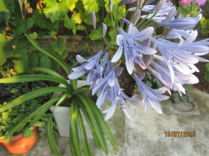Agapanthus - Flori de gradina-2015Vara