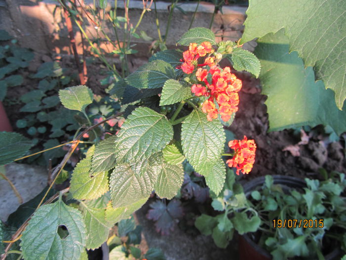 IMG_0222 - Flori de gradina-2015Vara