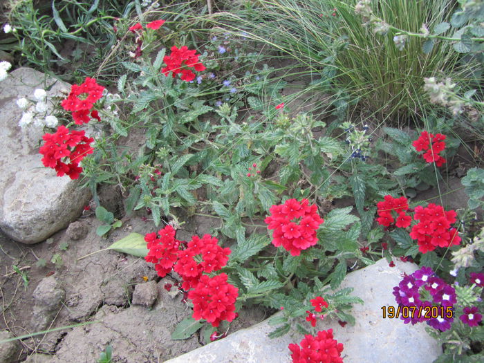 Verbine - Flori de gradina-2015Vara