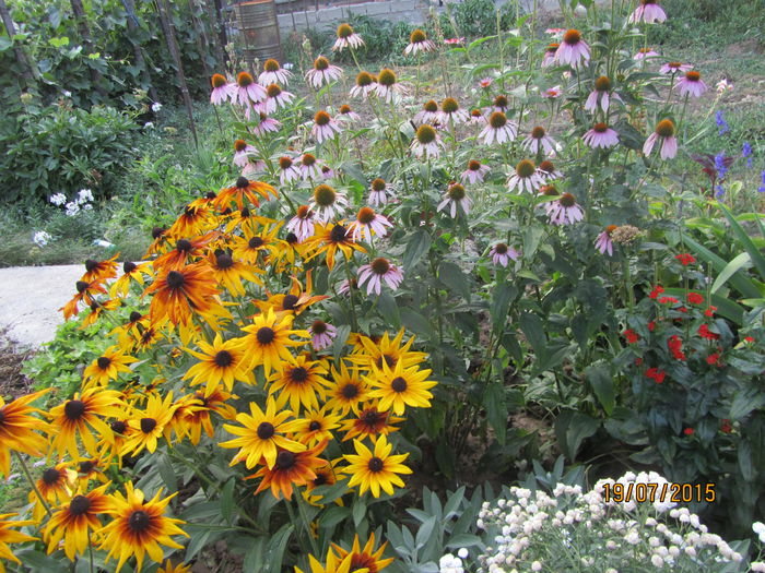 IMG_0224 - Flori de gradina-2015Vara