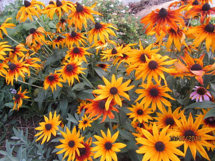Rudbekcia - Flori de gradina-2015Vara