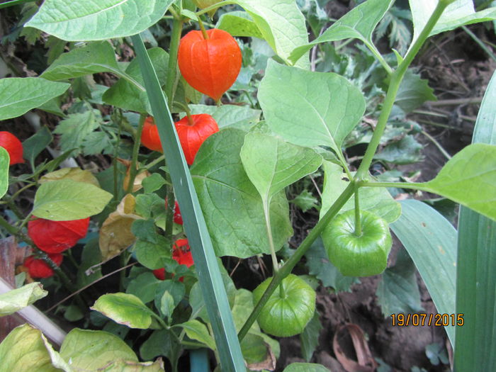 Phisalis - Flori de gradina-2015Vara