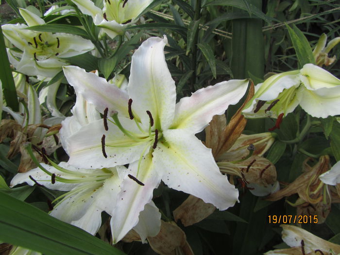 Oriental PinK-are si un pic de roz - Flori de gradina-2015Vara