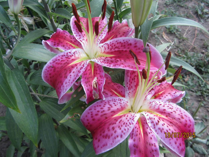 Crin oriental STARGAZER - Flori de gradina-2015Vara