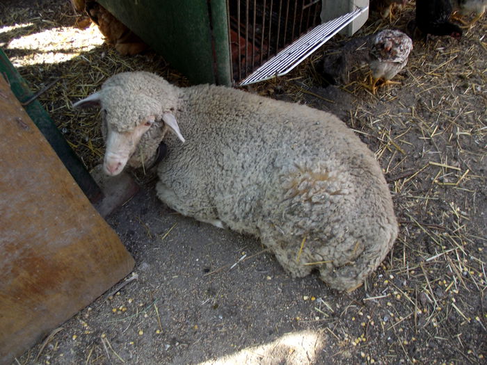 2015-07-09 17.30.19 lola 5 luni