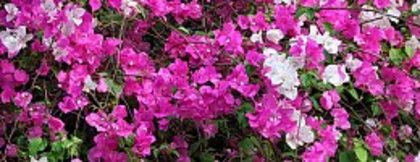 Bush-cu-flori.jpg_w260_h100_cw260_ch100 - flori