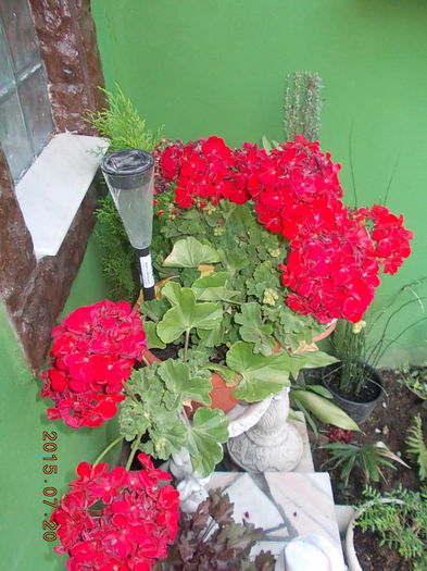 DSCN2248 - 2015 in gradina mea