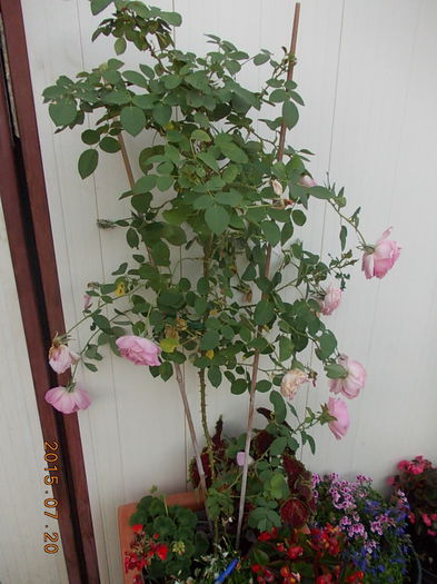 hyde hall - 2015 in gradina mea