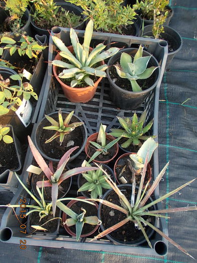 colectie agave - 2015 in gradina mea