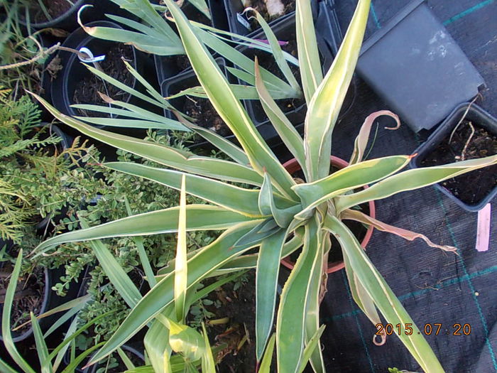 DSCN2270 - 2015 in gradina mea