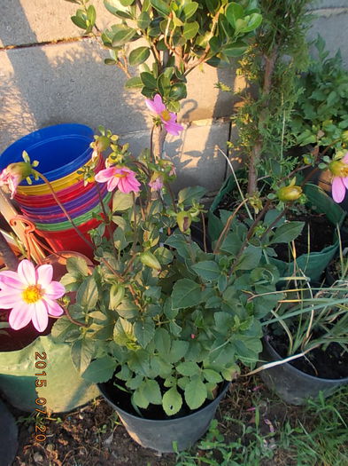 DSCN2277 - 2015 in gradina mea