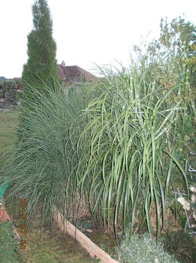 DSCN2300 - 2015 in gradina mea