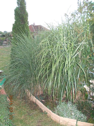 DSCN2301 - 2015 in gradina mea