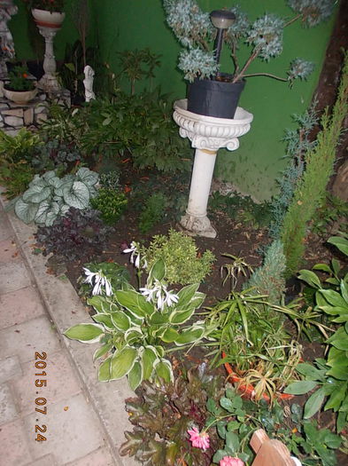 DSCN2305 - 2015 in gradina mea