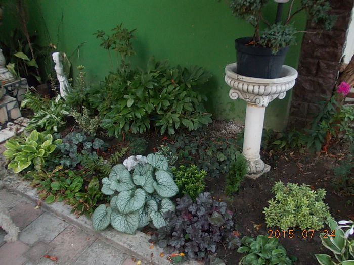 DSCN2306 - 2015 in gradina mea