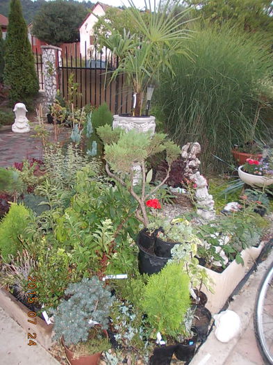 DSCN2307 - 2015 in gradina mea