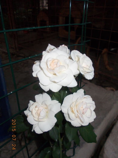 suanem - 2015 in gradina mea