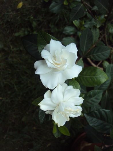 DSC01005 - Gardenia si azalee