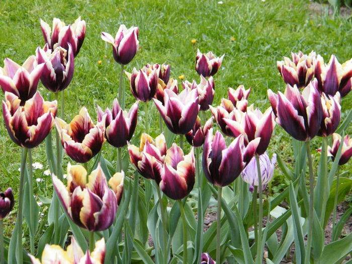 DSCF0680 - flori