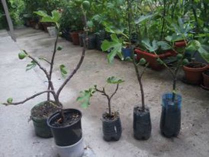 11 - 000 Cand pasiunile se impletesc
