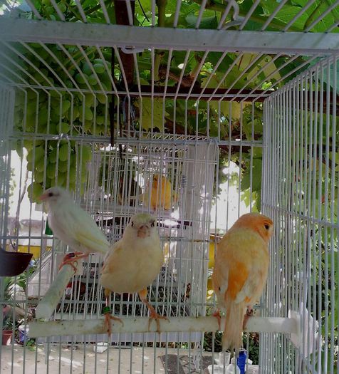 112 - 000 Cand pasiunile se impletesc