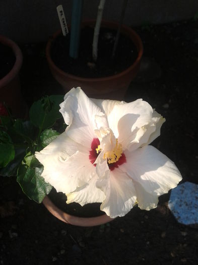 Fotografie-0083 - hibiscus