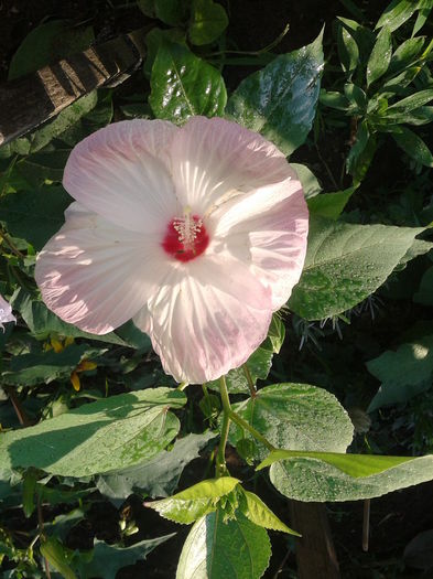 Fotografie-0006 - hibiscus