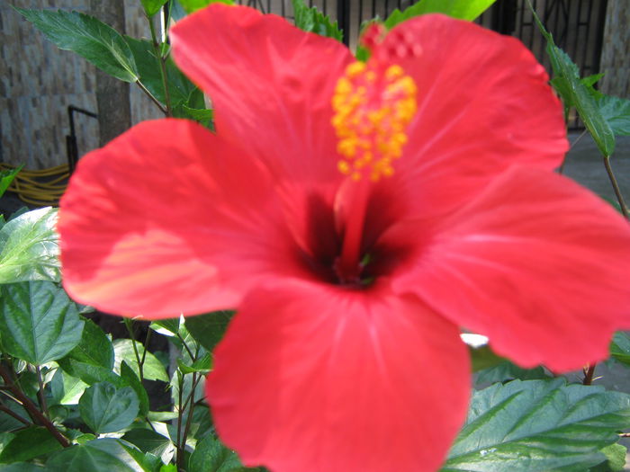 Picture My plants 4578 - Hibiscus Cairo Red