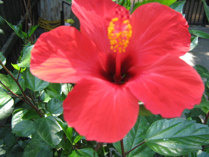 Picture My plants 4579 - Hibiscus Cairo Red