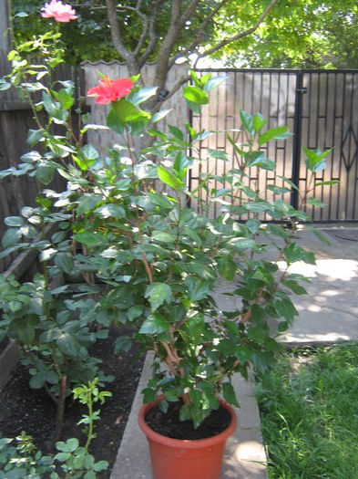 Picture My plants 4580 - Hibiscus Cairo Red