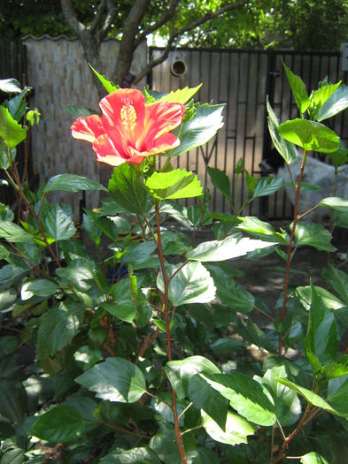 Picture My plants 4582 - Hibiscus Cairo Red