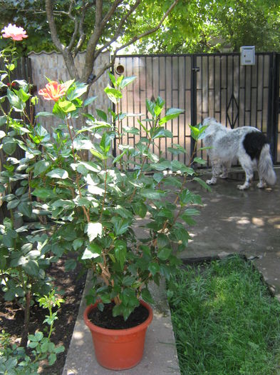 Picture My plants 4584 - Hibiscus Cairo Red