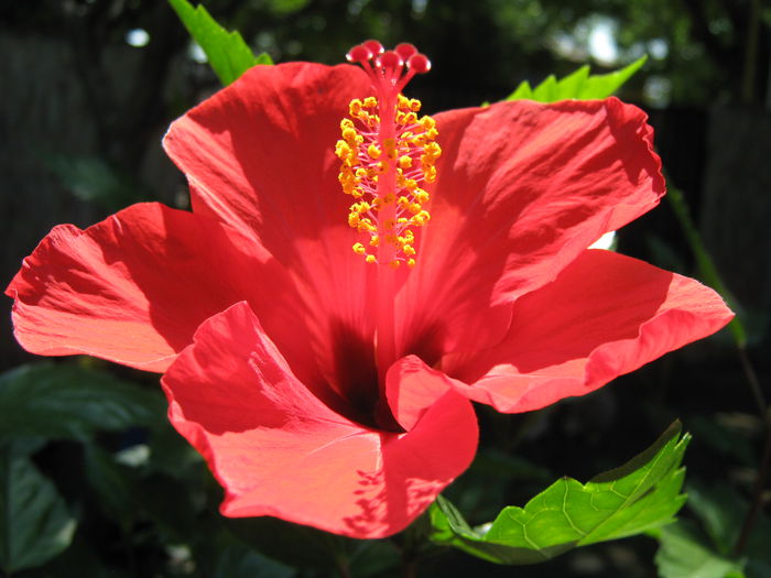 Picture My plants 4587 - Hibiscus Cairo Red