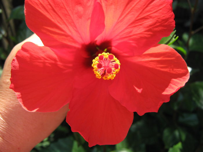 Picture My plants 4588 - Hibiscus Cairo Red
