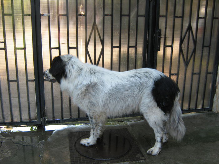 hibisorul meu alb-negru:)))) - HIBISCUSI 2015