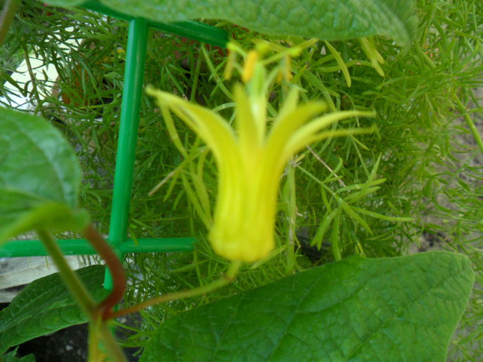 SAM_7744 - pasiflore -soiuri ----2012