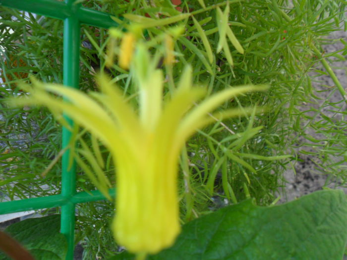 SAM_7745 - pasiflore -soiuri ----2012
