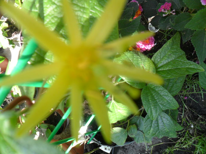 SAM_7758 - pasiflore -soiuri ----2012