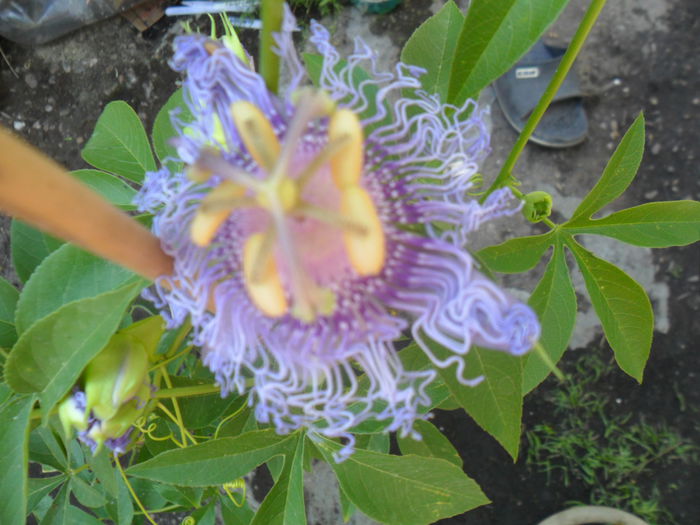 SAM_7760 - pasiflore -soiuri ----2012