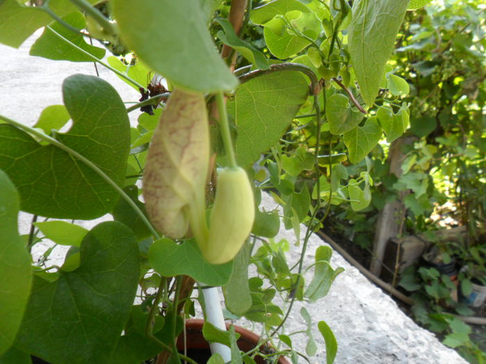 aristolochia grandiflora - pasiflore -soiuri ----2012