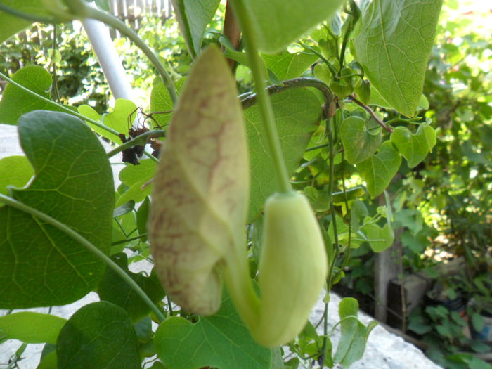 SAM_7763 - pasiflore -soiuri ----2012