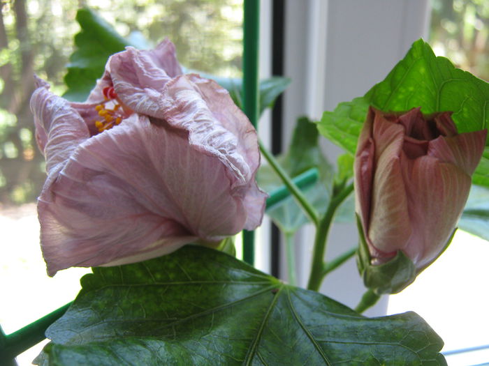 Picture My plants 4609 - HIBISCUSI 2015