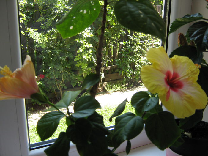 Picture My plants 4614 - HIBISCUSI 2015