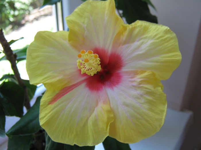 Picture My plants 4605 - HIBISCUSI 2015