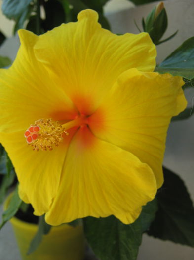 25 iulie 2015 - HIBISCUSI 2015