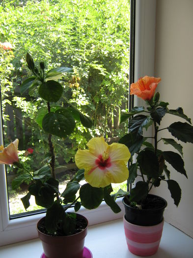 Picture My plants 4610 - HIBISCUSI 2015