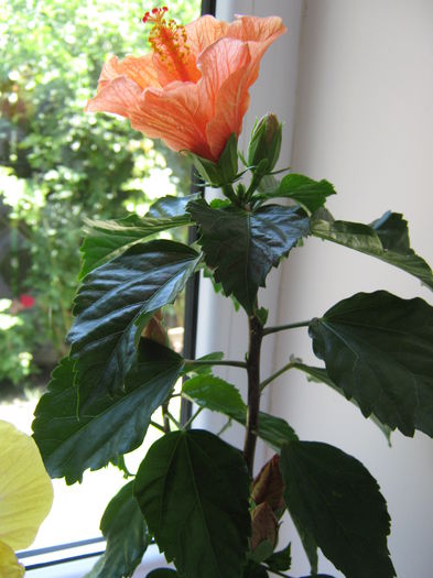 Picture My plants 4615