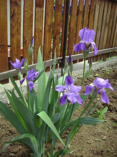 Iris mov 3lei/rizom