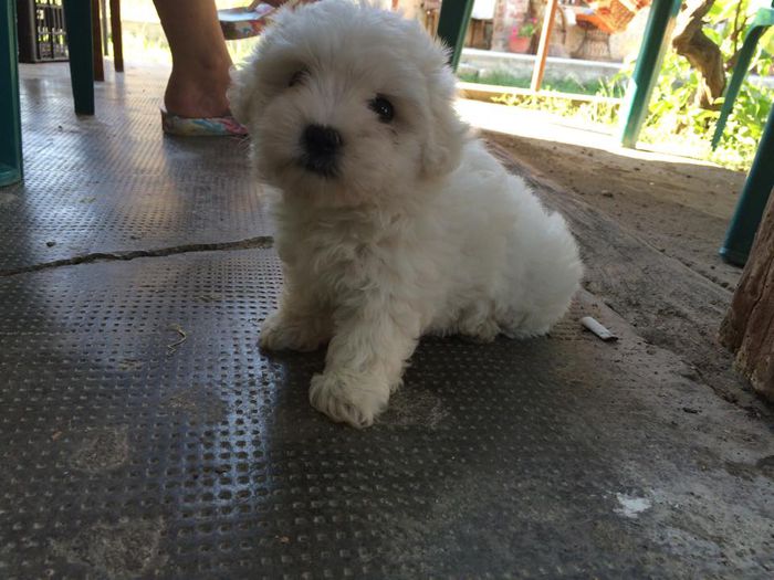 Teea (2) - Bichoni Maltese