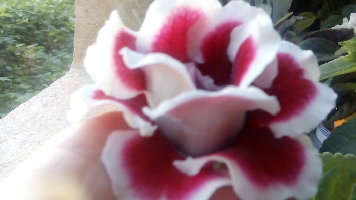 Scarlet - Gloxinia_spectaculoase